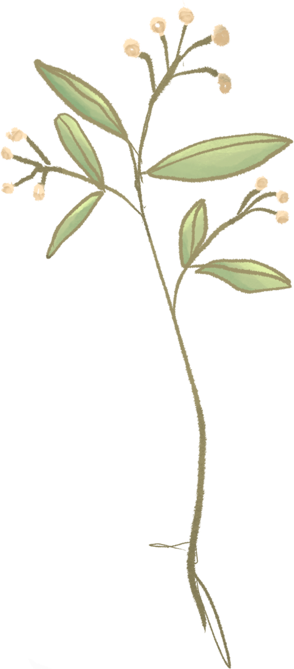 BOTANICAL FOLIAGE — illustration element 1