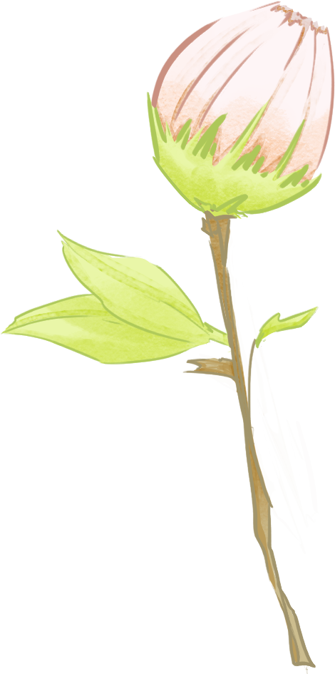 FLOWER BUD — illustration element 8